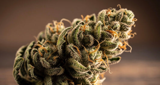 Neuseeland: Eine neue Richtung zur Förderung der Hanfindustrie