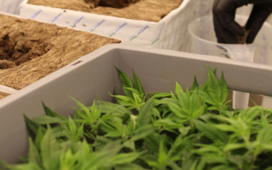 Sherbert CBD: Die Dessert-Sorte, die selbst die kältesten Gemüter zum Schmelzen bringt